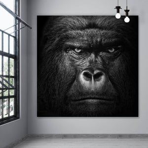 Spannrahmenbild Nahaufnahme Gorilla auf schwarzem Hintergrund Quadrat