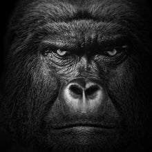 Lade das Bild in den Galerie-Viewer, Leinwandbild Nahaufnahme Gorilla auf schwarzem Hintergrund Quadrat
