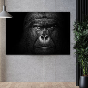 Aluminiumbild Nahaufnahme Gorilla auf schwarzem Hintergrund Querformat