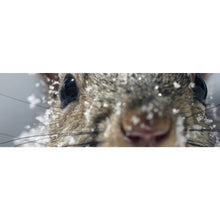 Lade das Bild in den Galerie-Viewer, Aluminiumbild Neugieriges Eichhörnchen im Schnee Panorama
