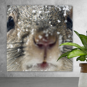Acrylglasbild Neugieriges Eichhörnchen im Schnee Quadrat