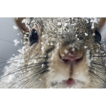 Lade das Bild in den Galerie-Viewer, Acrylglasbild Neugieriges Eichhörnchen im Schnee Querformat
