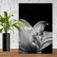Lade das Bild in den Galerie-Viewer, Aluminiumbild gebürstet Osterlilie Schwarz Weiß Hochformat
