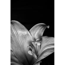 Lade das Bild in den Galerie-Viewer, Aluminiumbild gebürstet Osterlilie Schwarz Weiß Hochformat
