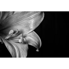 Lade das Bild in den Galerie-Viewer, Leinwandbild Osterlilie Schwarz Weiß Querformat
