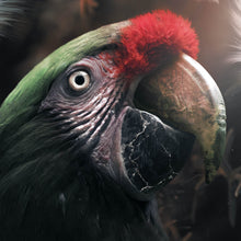 Lade das Bild in den Galerie-Viewer, Aluminiumbild gebürstet Papagei im Dschungel Quadrat
