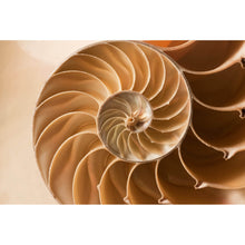 Lade das Bild in den Galerie-Viewer, Leinwandbild Perfekte Nahaufnahme einer Muschel Querformat
