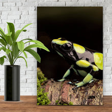 Lade das Bild in den Galerie-Viewer, Aluminiumbild Pfeilgift Frosch Hochformat
