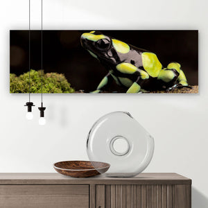 Acrylglasbild Pfeilgift Frosch Panorama