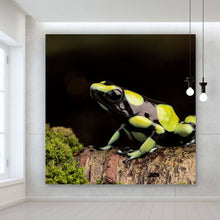 Lade das Bild in den Galerie-Viewer, Aluminiumbild gebürstet Pfeilgift Frosch Quadrat
