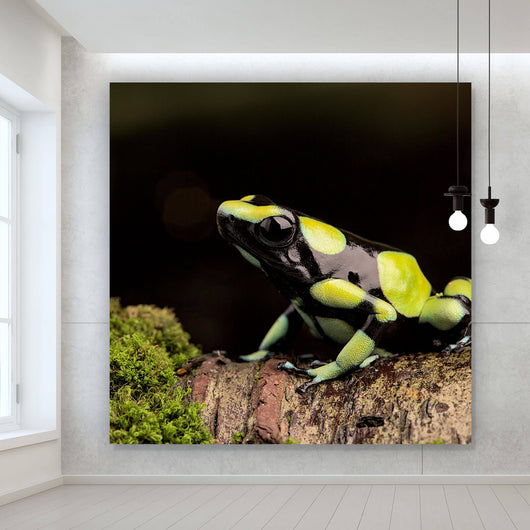 Leinwandbild Pfeilgift Frosch Quadrat