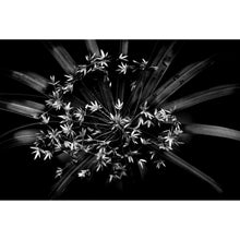 Lade das Bild in den Galerie-Viewer, Aluminiumbild Pflanze in der Dunkelheit Querformat
