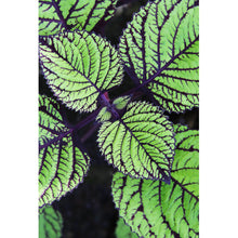 Lade das Bild in den Galerie-Viewer, Poster Pflanze mit grünen und lilanen Blättern Hochformat
