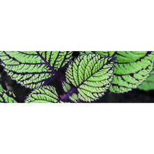 Lade das Bild in den Galerie-Viewer, Aluminiumbild gebürstet Pflanze mit grünen und lilanen Blättern Panorama
