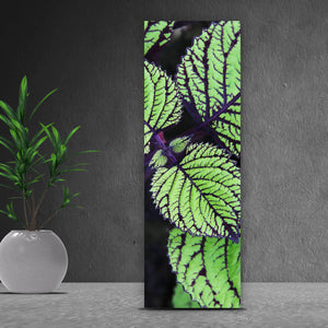Aluminiumbild Pflanze mit grünen und lilanen Blättern Panorama Hoch