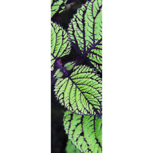 Lade das Bild in den Galerie-Viewer, Leinwandbild Pflanze mit grünen und lilanen Blättern Panorama Hoch
