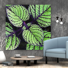 Lade das Bild in den Galerie-Viewer, Aluminiumbild gebürstet Pflanze mit grünen und lilanen Blättern Quadrat
