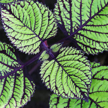 Lade das Bild in den Galerie-Viewer, Acrylglasbild Pflanze mit grünen und lilanen Blättern Quadrat
