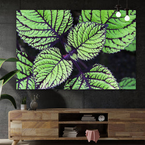 Acrylglasbild Pflanze mit grünen und lilanen Blättern Querformat