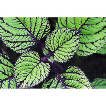 Lade das Bild in den Galerie-Viewer, Acrylglasbild Pflanze mit grünen und lilanen Blättern Querformat
