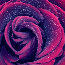 Lade das Bild in den Galerie-Viewer, Spannrahmenbild Pinke Rose mit Wassertropfen Quadrat
