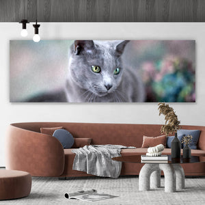 Aluminiumbild Portrait einer Blue Cat Panorama