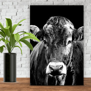 Aluminiumbild Portrait einer Kuh Schwarz Weiß Hochformat