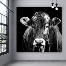 Lade das Bild in den Galerie-Viewer, Aluminiumbild gebürstet Portrait einer Kuh Schwarz Weiß Quadrat
