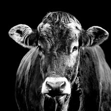 Lade das Bild in den Galerie-Viewer, Spannrahmenbild Portrait einer Kuh Schwarz Weiß Quadrat
