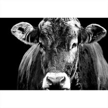 Lade das Bild in den Galerie-Viewer, Leinwandbild Portrait einer Kuh Schwarz Weiß Querformat
