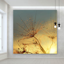 Lade das Bild in den Galerie-Viewer, Aluminiumbild gebürstet Pusteblume bei Sonnenuntergang Quadrat
