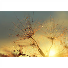 Lade das Bild in den Galerie-Viewer, Leinwandbild Pusteblume bei Sonnenuntergang Querformat
