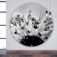 Lade das Bild in den Galerie-Viewer, Aluminiumbild gebürstet Pusteblume im Morgentau Kreis
