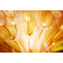 Lade das Bild in den Galerie-Viewer, Leinwandbild Pusteblume im Sonnenlicht Querformat
