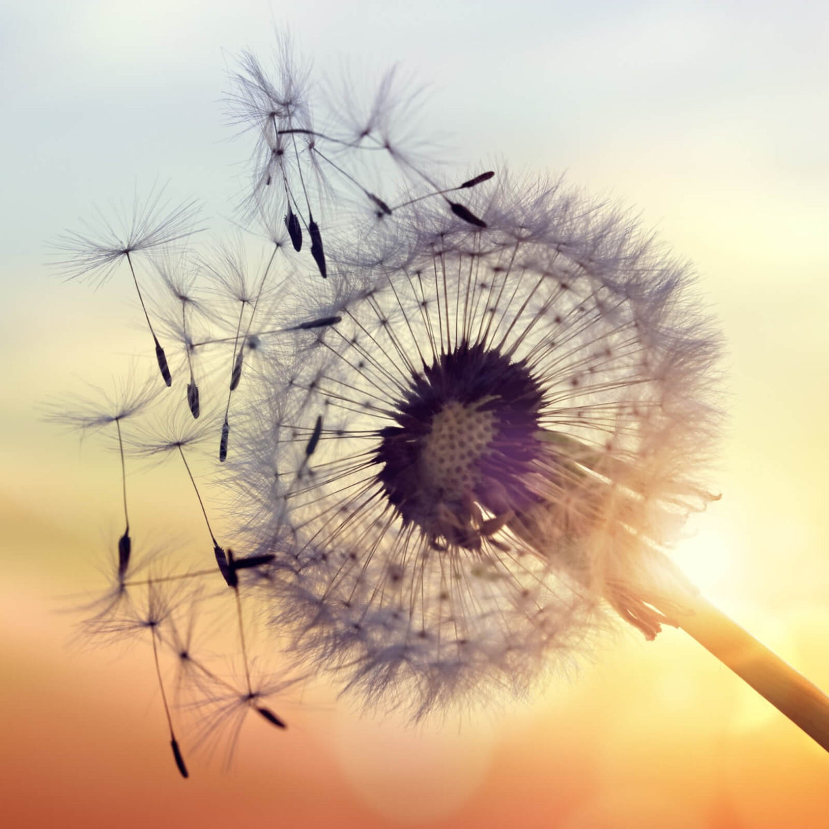 Spannrahmenbild Pusteblume im Sonnenuntergang im Quadrat, Aufhängefertig & Versandkostenfrei