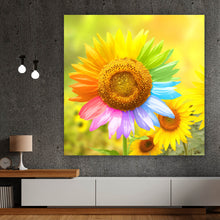 Lade das Bild in den Galerie-Viewer, Aluminiumbild gebürstet Regenbogen Sonnenblume Quadrat

