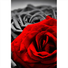 Lade das Bild in den Galerie-Viewer, Aluminiumbild gebürstet Romantische Rosen Hochformat
