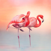 Lade das Bild in den Galerie-Viewer, Aluminiumbild gebürstet Rosa Flamingo Paar Quadrat
