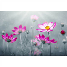 Lade das Bild in den Galerie-Viewer, Poster Rosa Kosmosblumen im Garten Querformat
