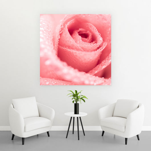 Spannrahmenbild Rose mit Wasserperlen Quadrat