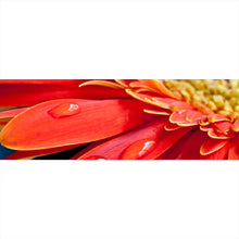 Lade das Bild in den Galerie-Viewer, Spannrahmenbild Rote Blume mit Tau Panorama
