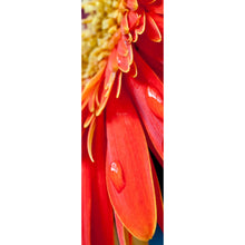 Lade das Bild in den Galerie-Viewer, Aluminiumbild gebürstet Rote Blume mit Tau Panorama Hoch
