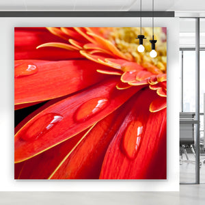 Acrylglasbild Rote Blume mit Tau Quadrat