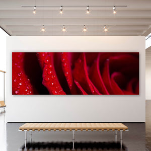 Aluminiumbild gebürstet Rote Rose Nahaufnahme Panorama