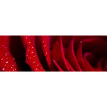 Lade das Bild in den Galerie-Viewer, Aluminiumbild gebürstet Rote Rose Nahaufnahme Panorama
