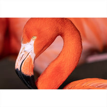 Lade das Bild in den Galerie-Viewer, Aluminiumbild gebürstet Roter Flamingo Querformat
