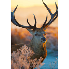 Lade das Bild in den Galerie-Viewer, Poster Rotwild in freier Natur Hochformat
