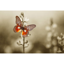 Lade das Bild in den Galerie-Viewer, Aluminiumbild gebürstet Schmetterling Vintage Querformat
