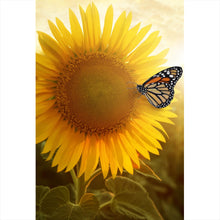 Lade das Bild in den Galerie-Viewer, Aluminiumbild Schmetterlinge im Sonnenblumenfeld Hochformat
