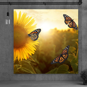 Leinwandbild Schmetterlinge im Sonnenblumenfeld Quadrat